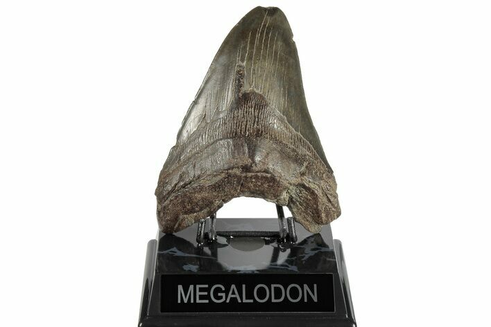 Bargain, Fossil Megalodon Tooth - South Carolina #185230